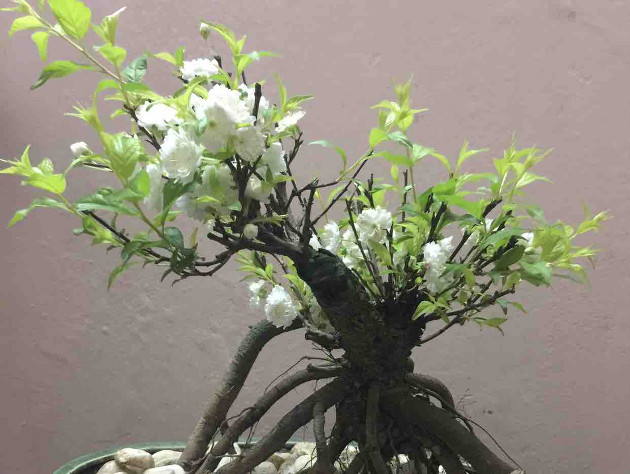 Kraoke SAO ĐỔI NGÔI - SONG CA